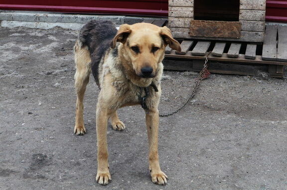 «Какой-то неизвестный яд»: Догхантеры устроили охоту на собак в Нижнем Новгороде
