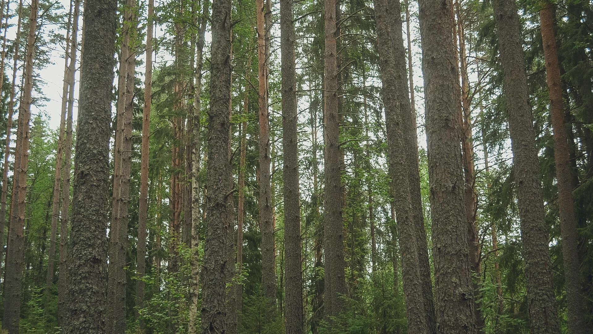 В 26 районах Нижегородской области запретили посещать леса из-за угрозы пожаров