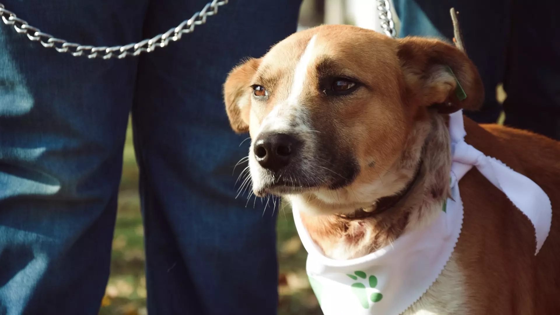 Сотни нижегородцев пострадали от собак