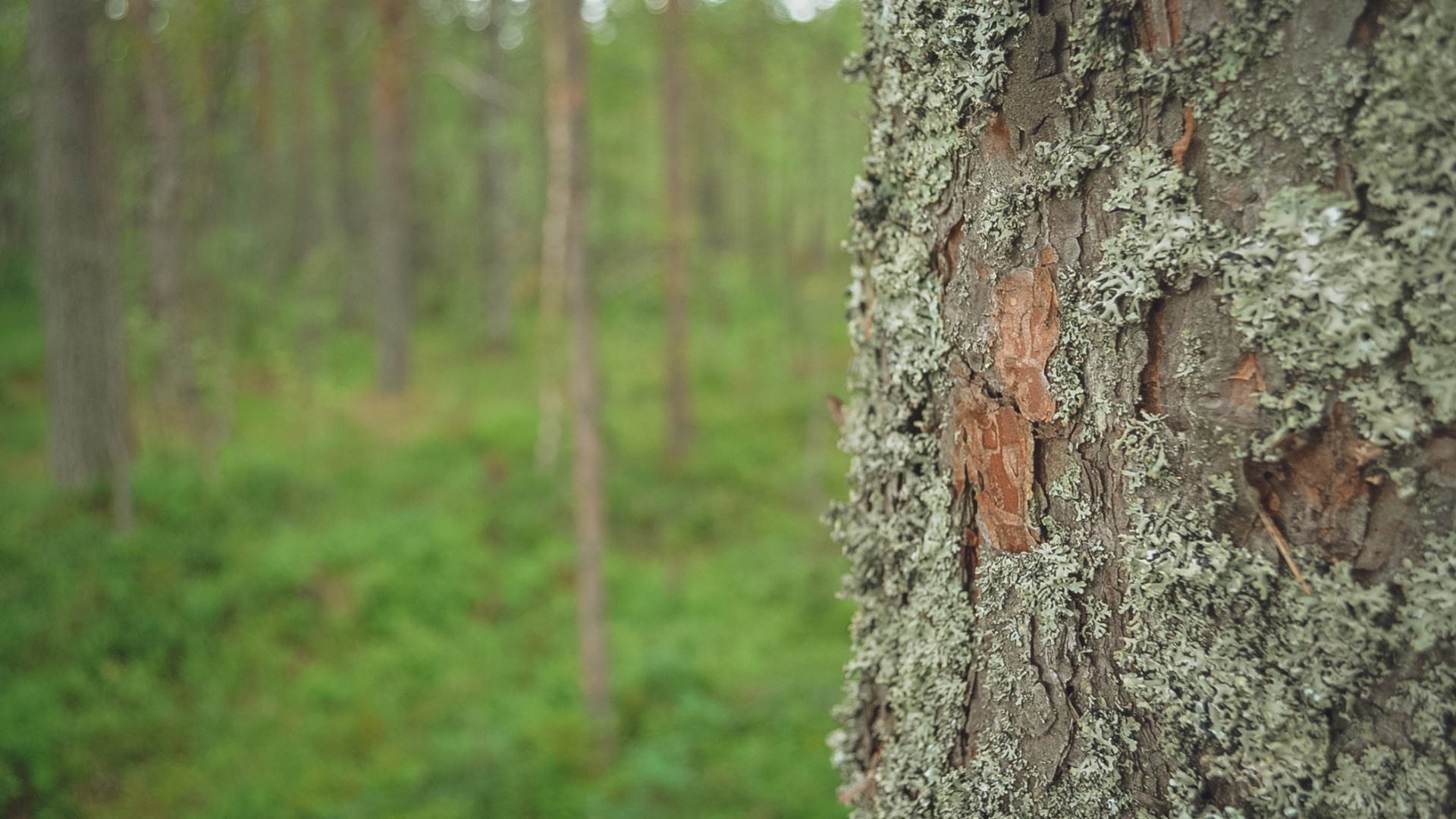 Чрезвычайная пожароопасность лесов сохранится в Нижегородской области 1–7 июля