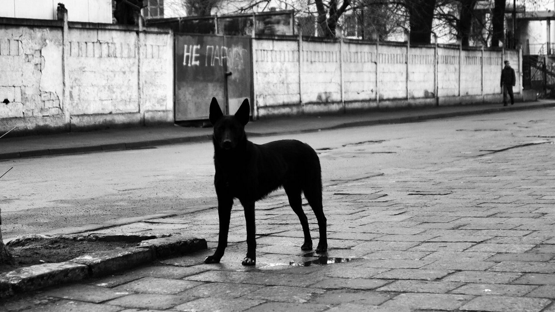 Нижегородка потребовала 300 тысяч рублей компенсации после нападения собаки
