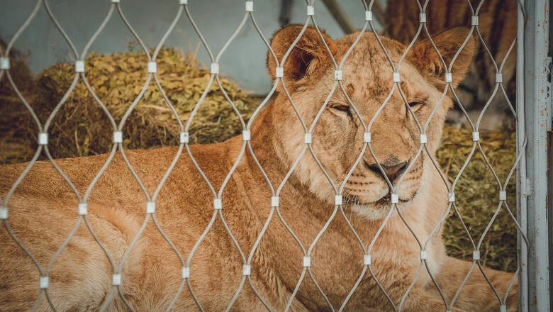 В Нижнем Новгороде рассказали о судьбе животных, оставшихся в зоопарке «Мишутка»