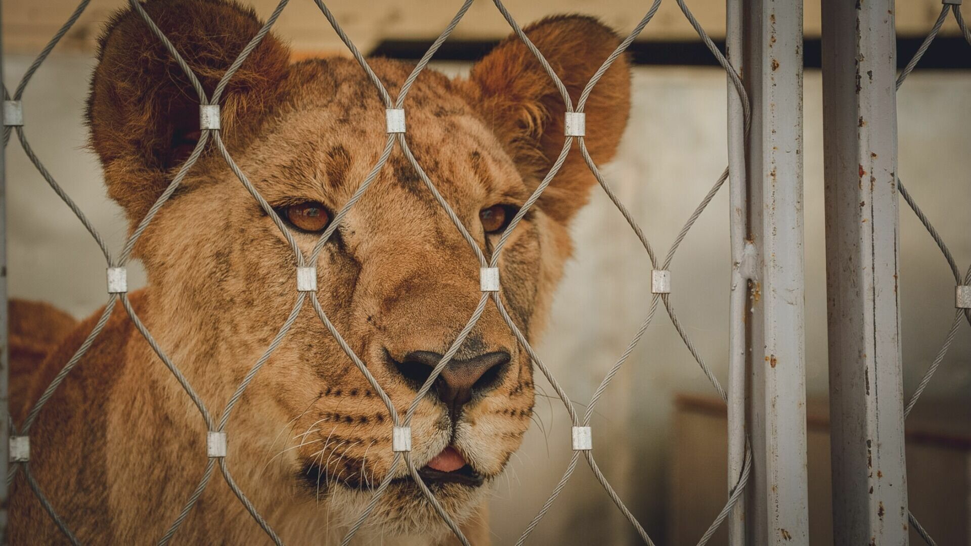 Сотрудника балахнинского зоопарка осудят за нападение львицы на женщину