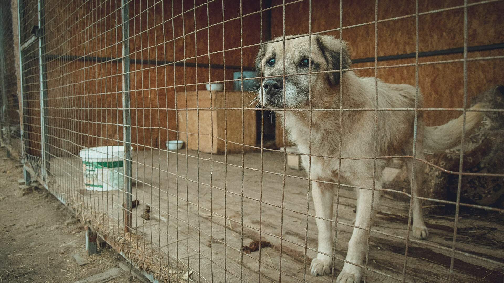 Число бездомных животных вырастет из-за роста цен в Нижегородской области