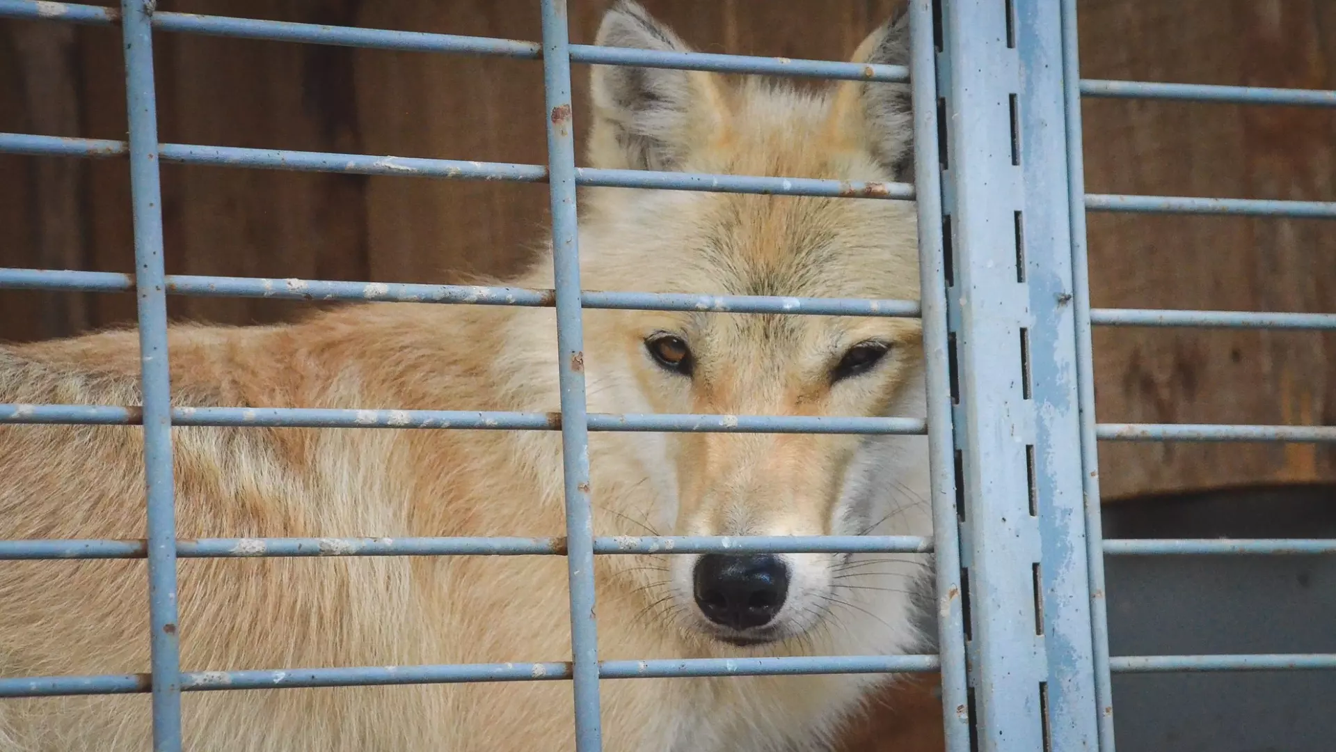 Нижегородцам заплатили за убийство волков более миллиона рублей