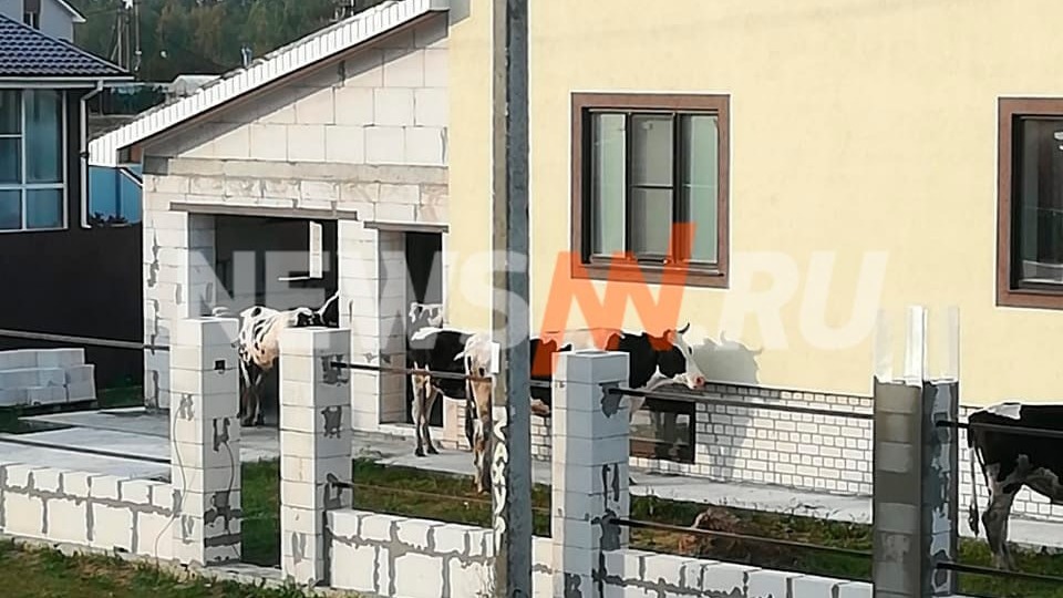 Коровы терроризируют нижегородцев 
