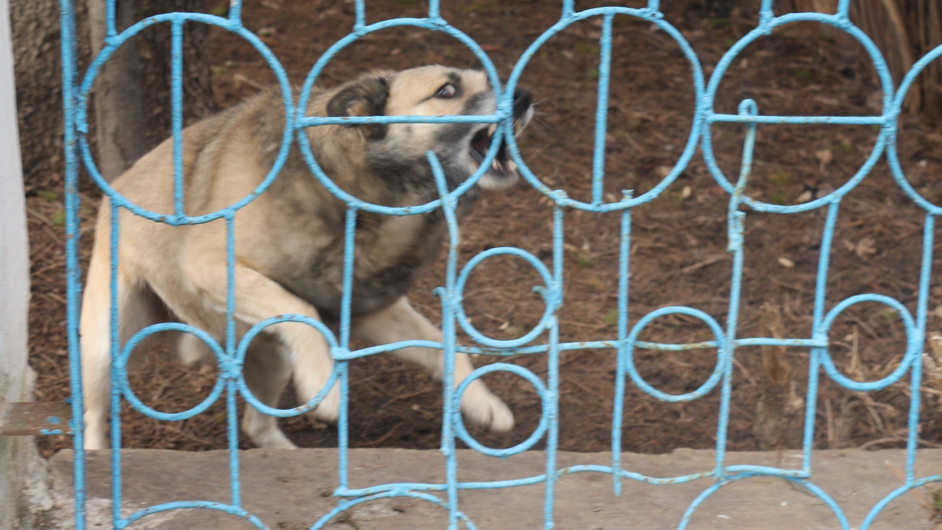 Собака загрызла 26-летнюю воспитательницу детсада в Нижегородской области