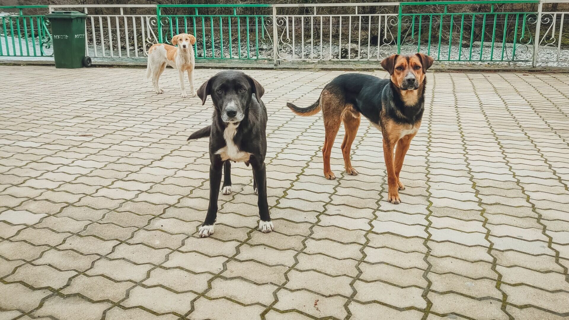 Нижегородец пожаловался на агрессивных собак возле ТЦ