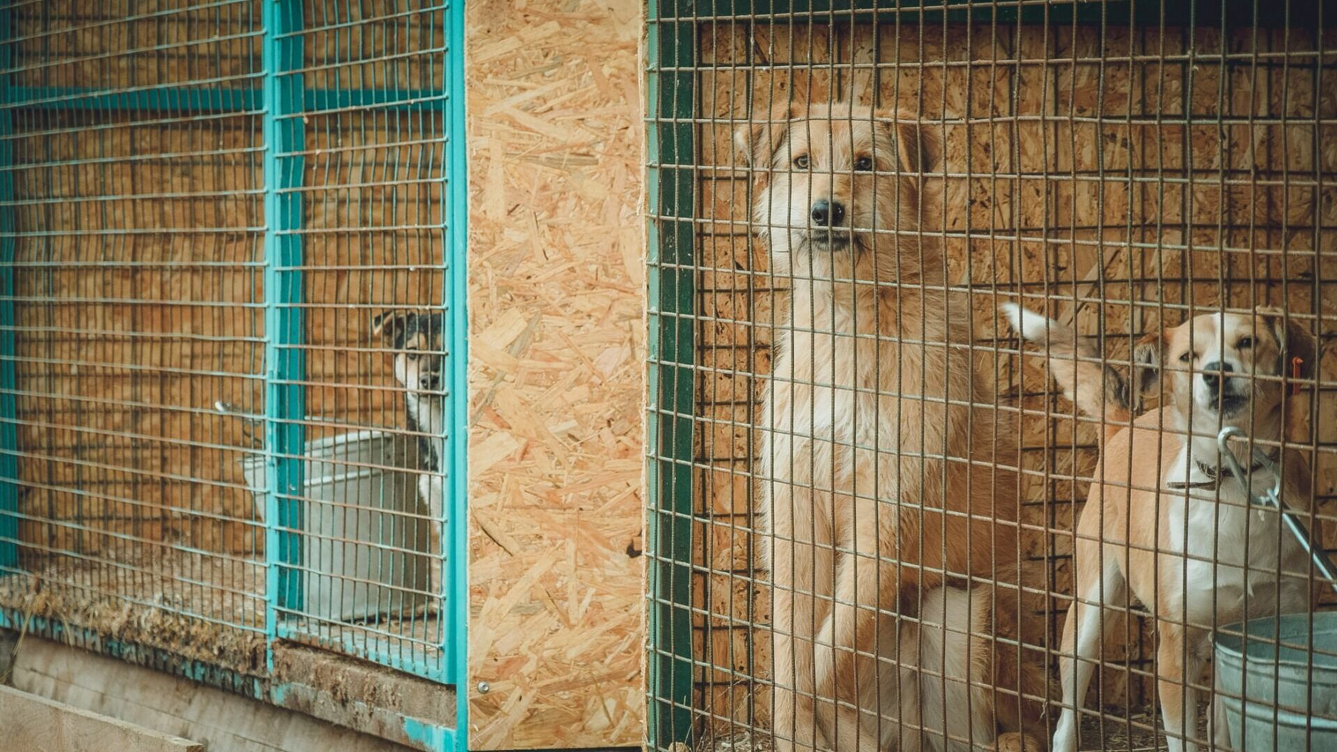30 млн руб направят на отлов бездомных животных в Нижегородской области