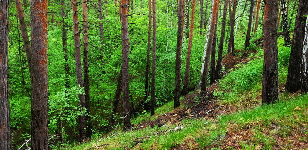 Незаконную вырубку леса обнаружили в Нижегородской области