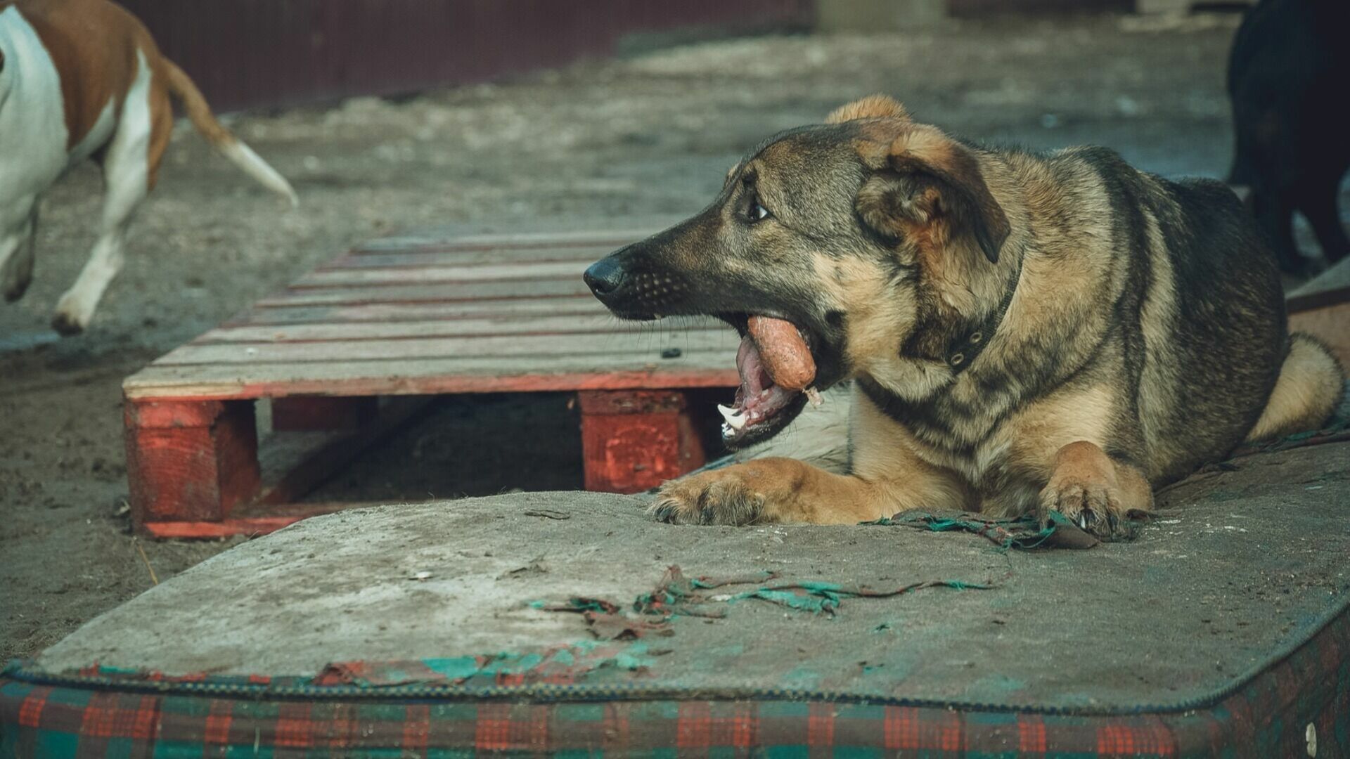Проверка организована из-за жалоб на травлю собак ядом на Бору