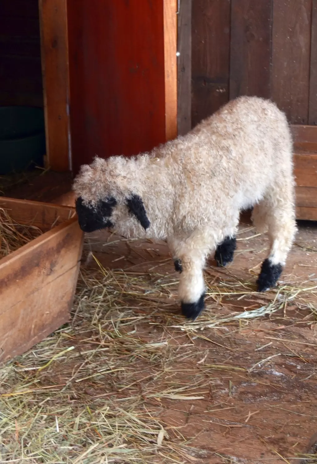 Валлийская овечка родилась в нижегородском зоопарке «Лимпопо»