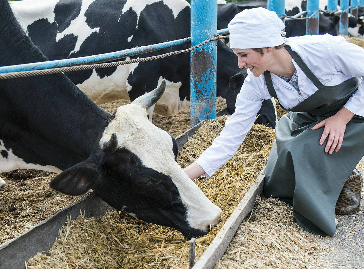 Лейкоз нашли у коров в двух районах Нижегородской области