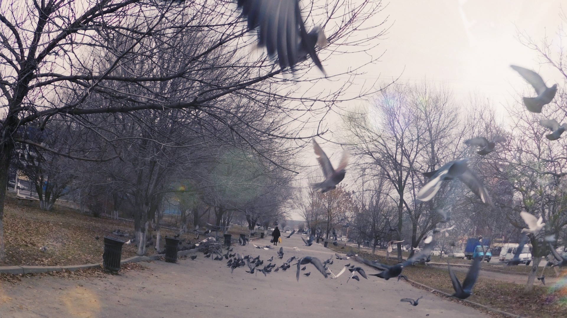 Жители Навашина пожаловались на нашествие мертвых птиц