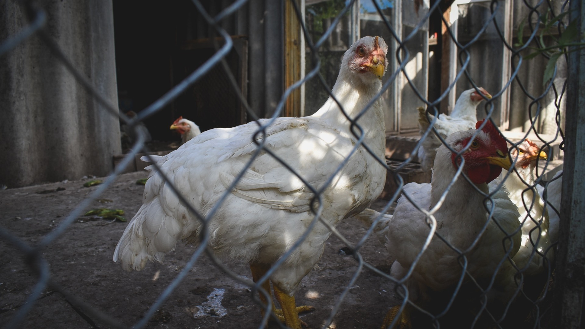 Домашнюю птицу изъяли в 11 деревнях в Шарангском районе из-за гриппа