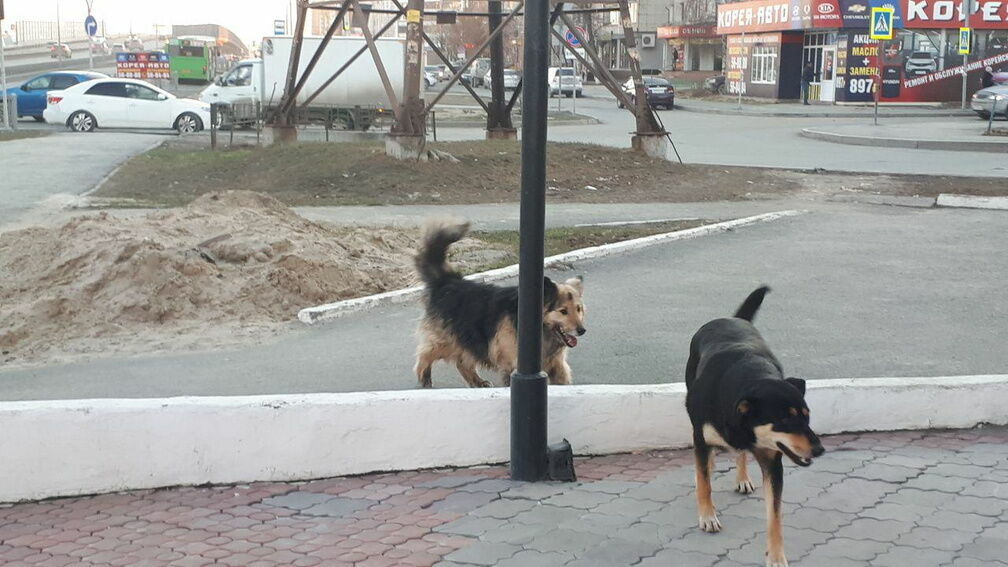 Собаки на улице