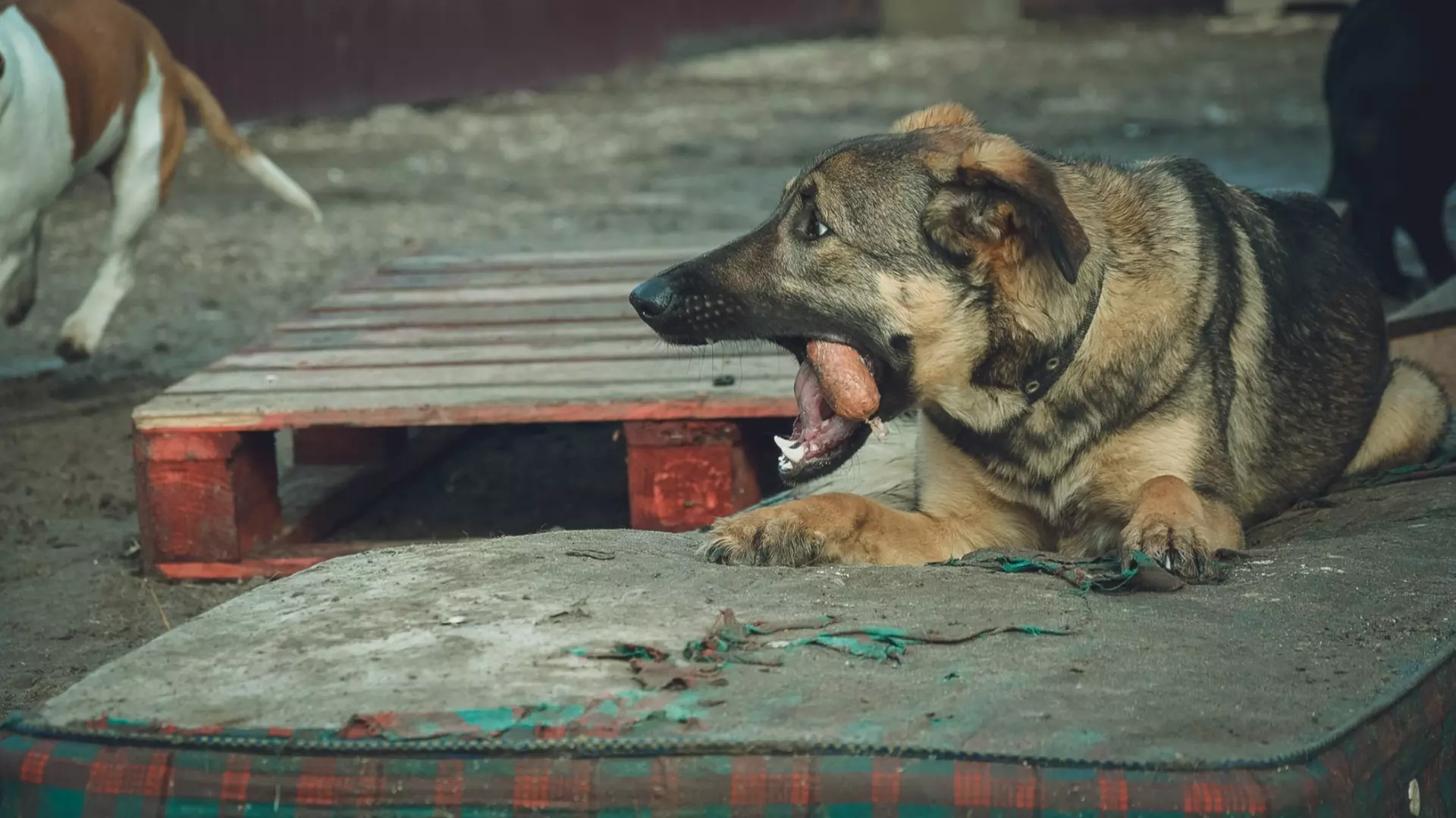 Жители Кстова жалуются на стаи бездомных собак