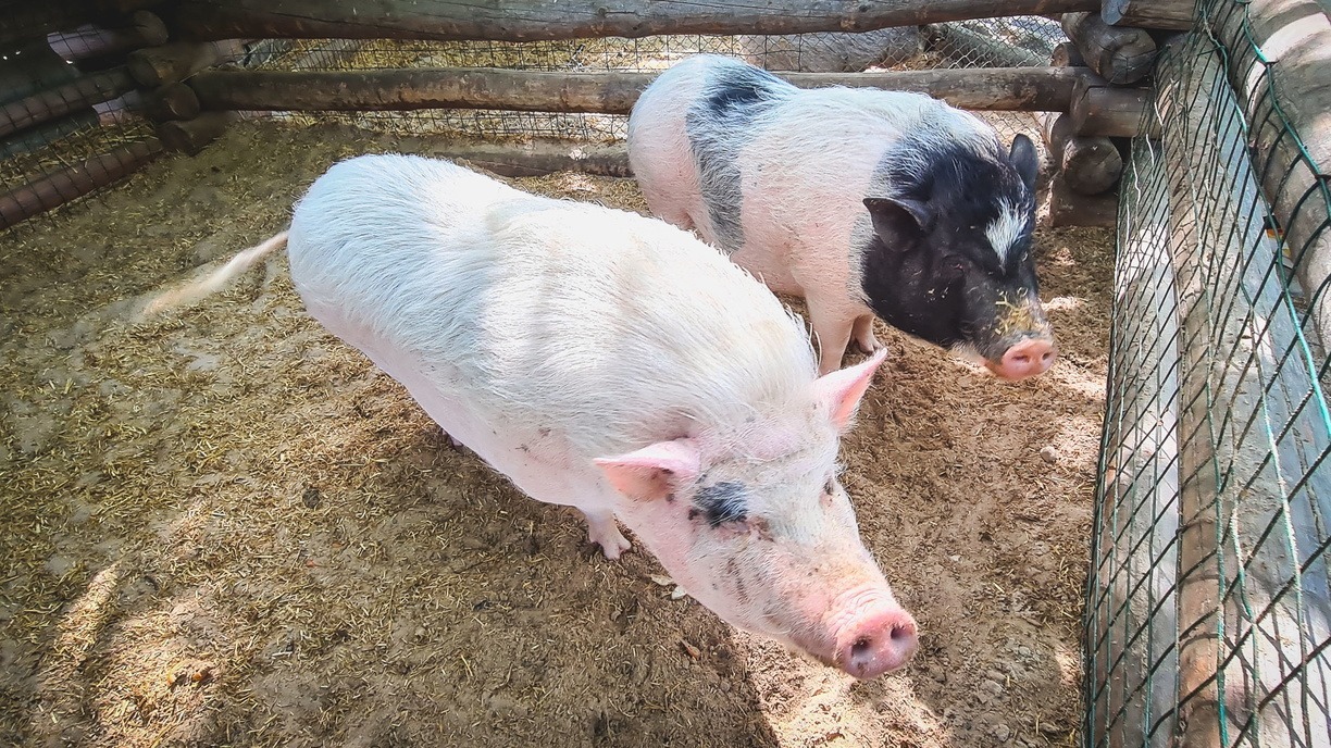 Новый случай АЧС выявлен у домашней свиньи в Семеновском округе
