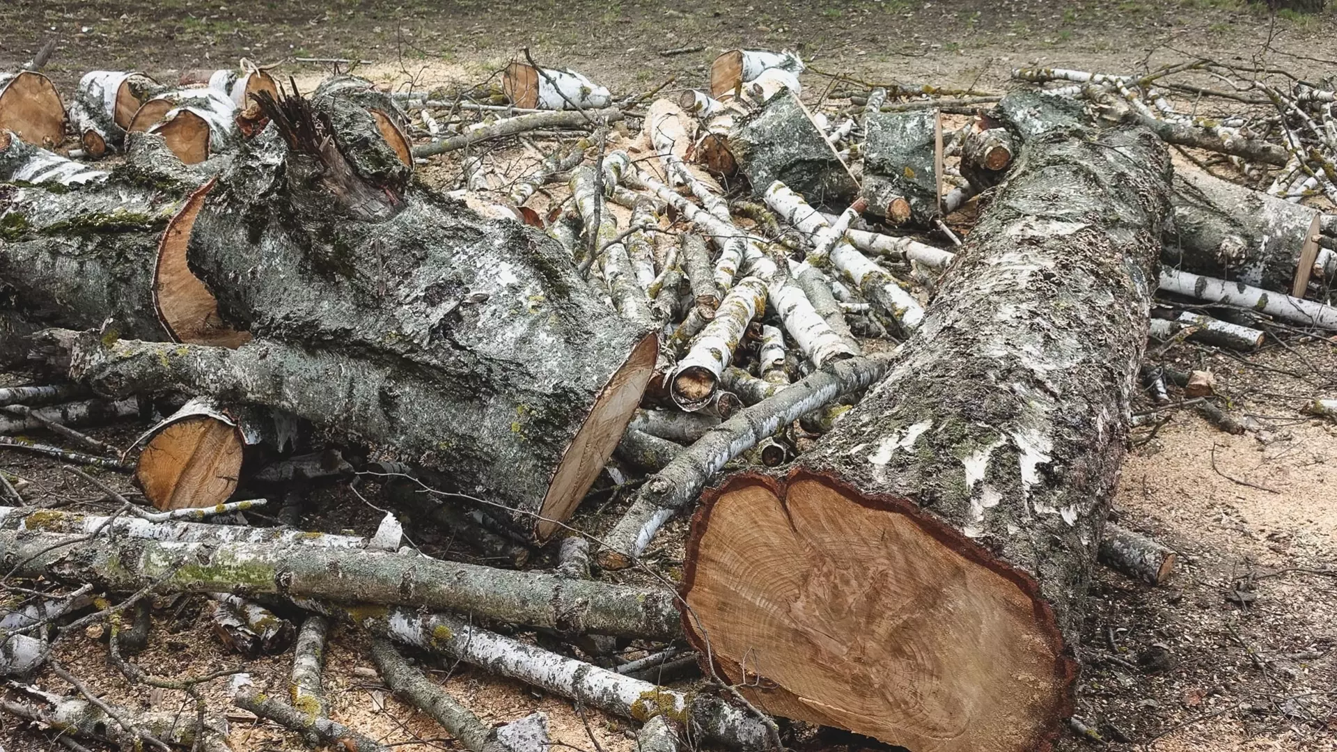 Нижегородцы опасаются массовой вырубки деревьев в Щербинках