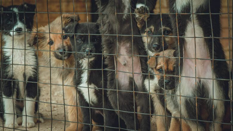 «Концлагерь» для собак нашли в Дивеевском районе