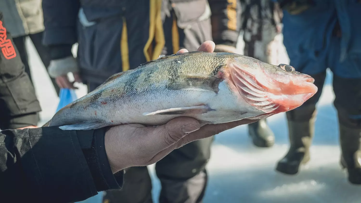 Какую рыбу можно поймать зимой в Нижегородской области
