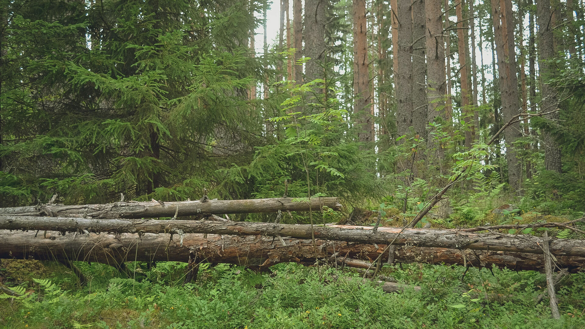 Посещение лесов разрешили в Нижегородской области