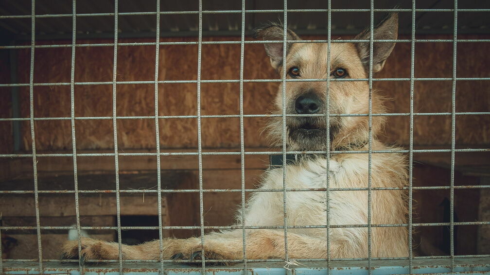 «Худые и зашуганные»: собачий «концлагерь» обнаружен в Борском районе