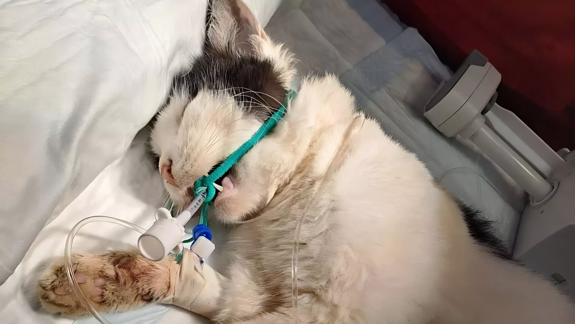 Хозяина проткнутого палкой кота Шанни нашли в Нижнем Новгороде