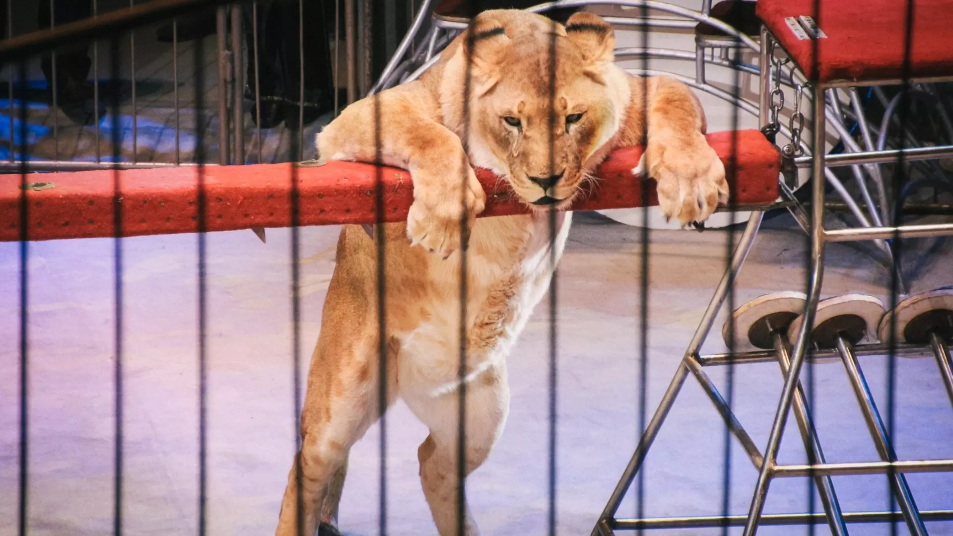 Нижегородцы поддерживают запрет на выступление животных в цирках