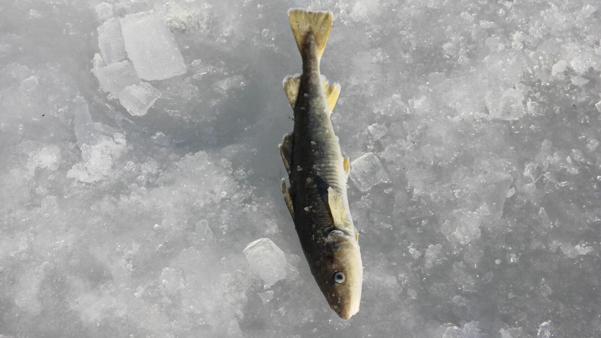 Массовый замор рыбы произошел на реке в Кстовском районе