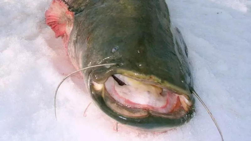 Рыбак поймал 100-килограммового сома в Нижегородской области