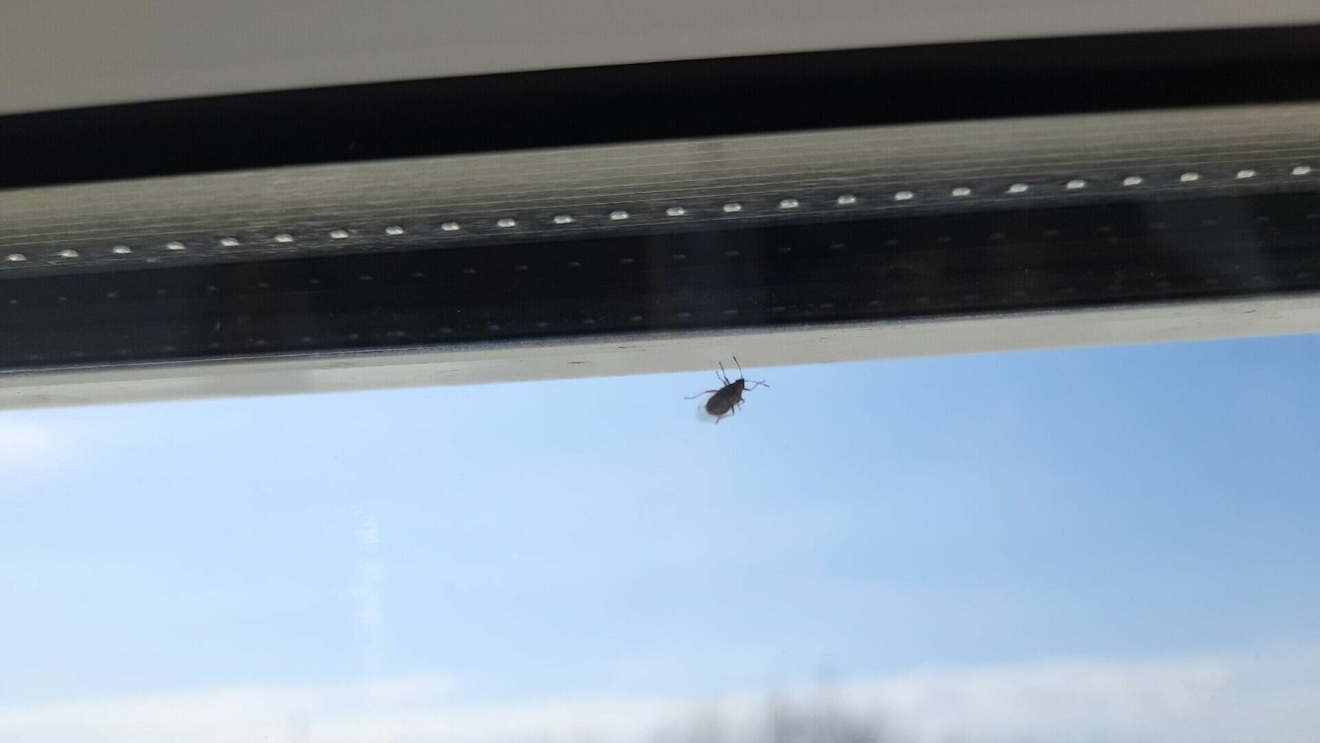 Странные жуки облепили окна квартир в Нижнем Новгороде
