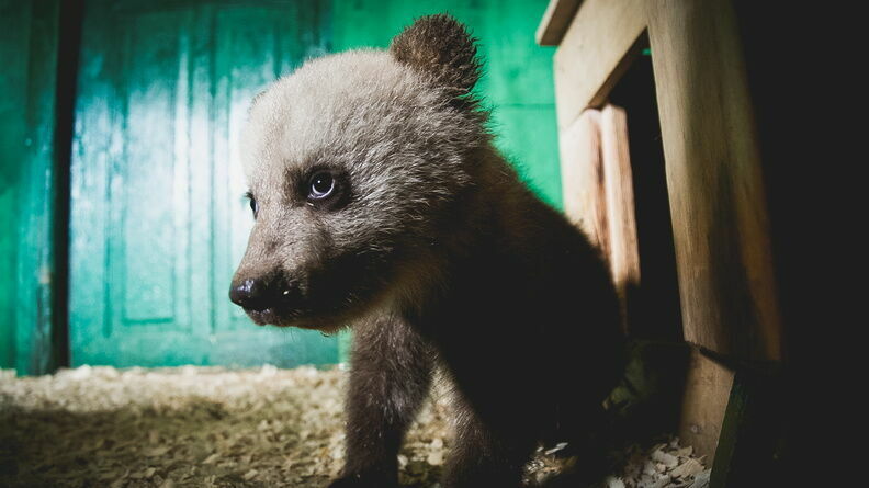 Туристы жестоко расправились с медведем на Байкале
