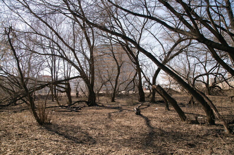 Деревья в парке