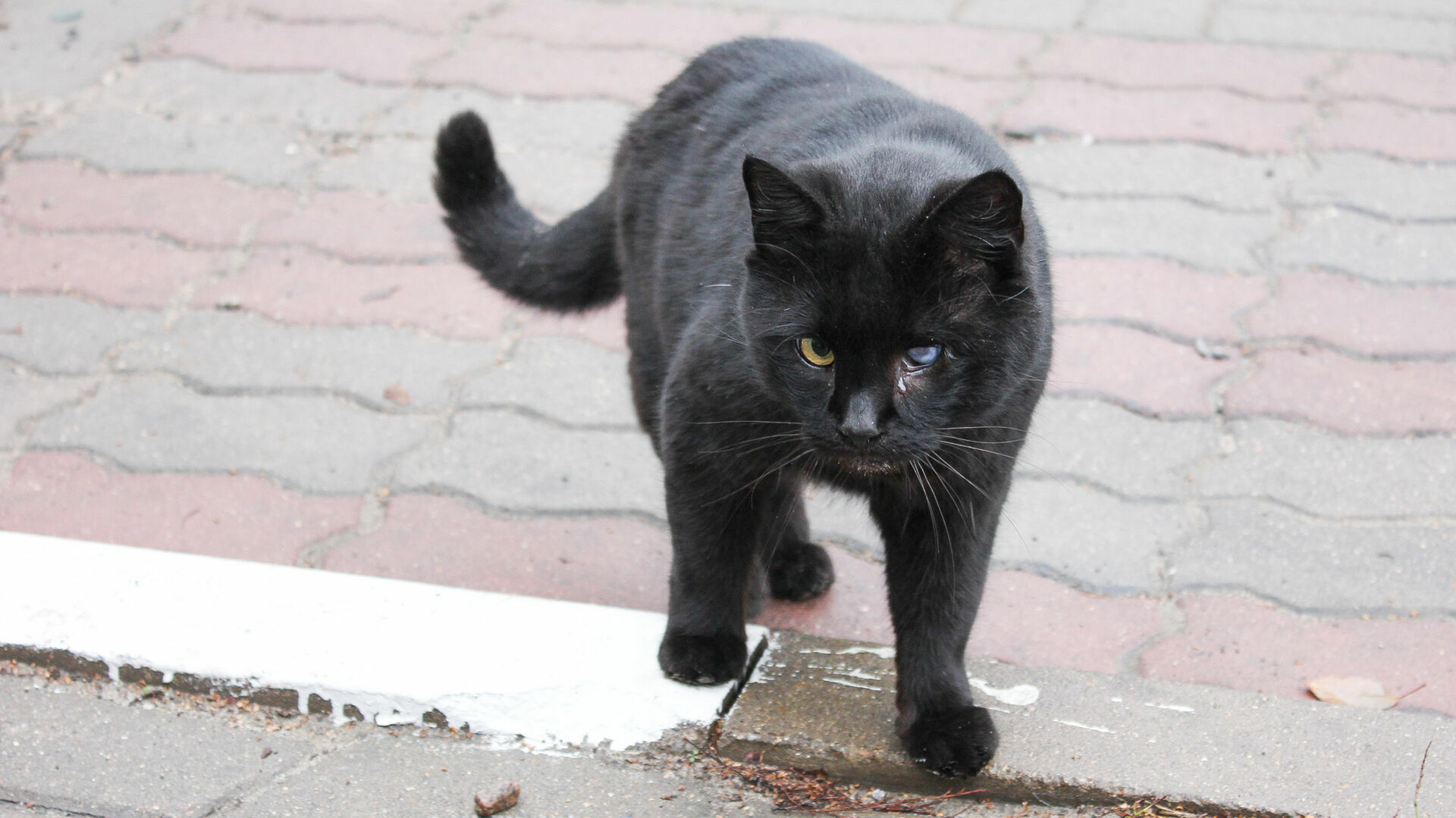 Кошка заразилась бешенством в Нижегородской области