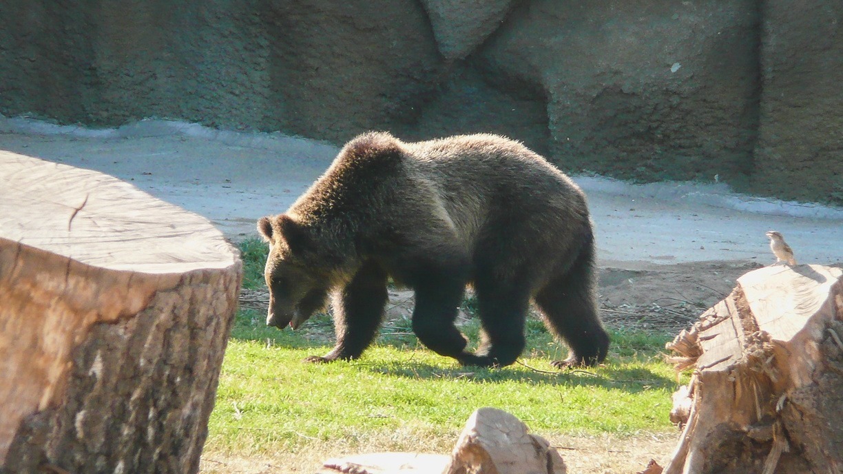 Сезон охоты на медведя открыт в Нижегородской области с 1 августа