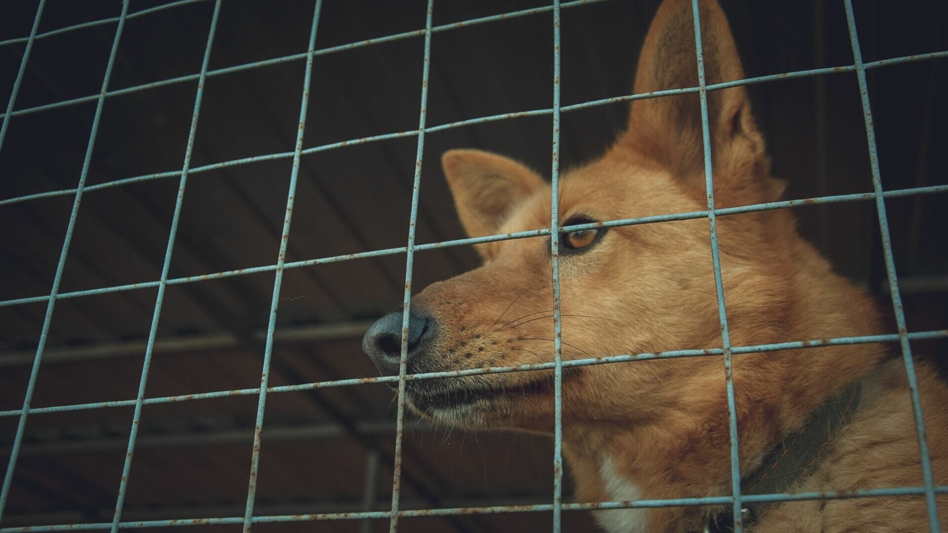 Собаки покусали почти 5000 нижегородцев за прошлый год