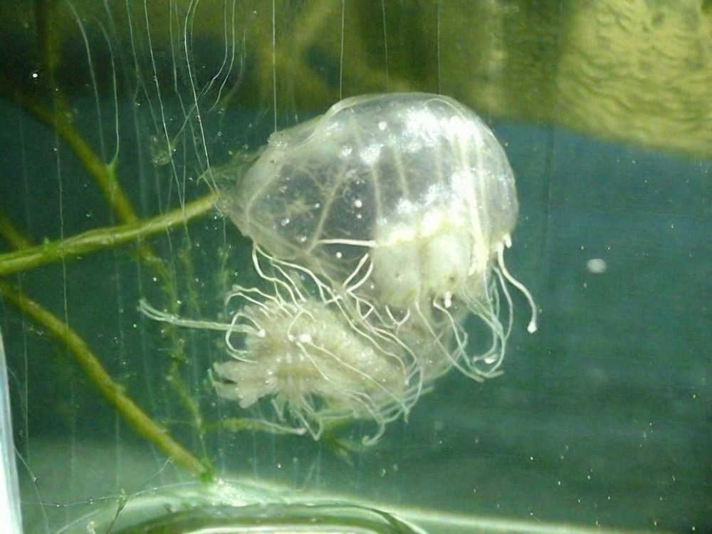 Пресноводная медуза