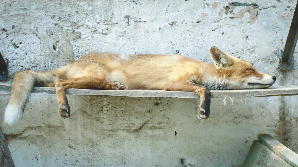 Бешеная лиса обнаружена под Павлово в Нижегородской области