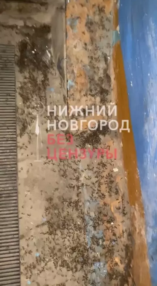Зимние комары атаковали нижегородский дом