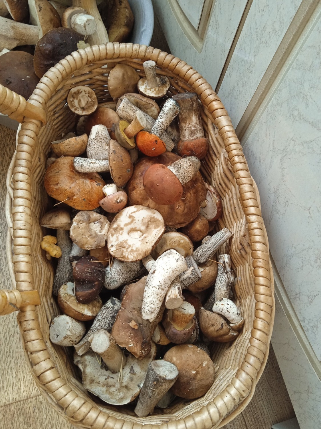 Сбор грибов продолжается в Нижегородской области