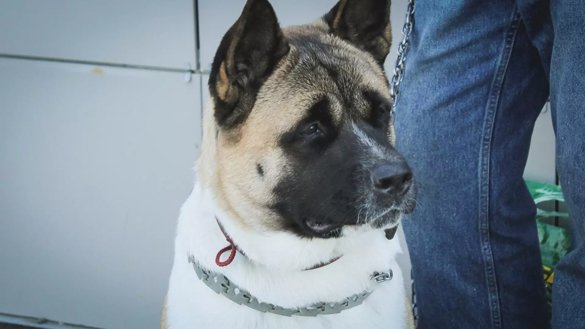 Служебные собаки из нижегородских колоний ищут новый дом 