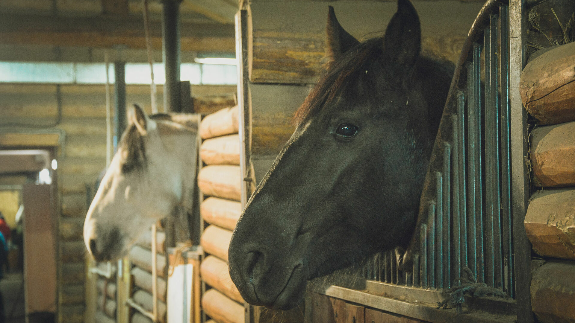 Огромная конюшня с лошадьми загорелась в Нижегородской области 8 июня