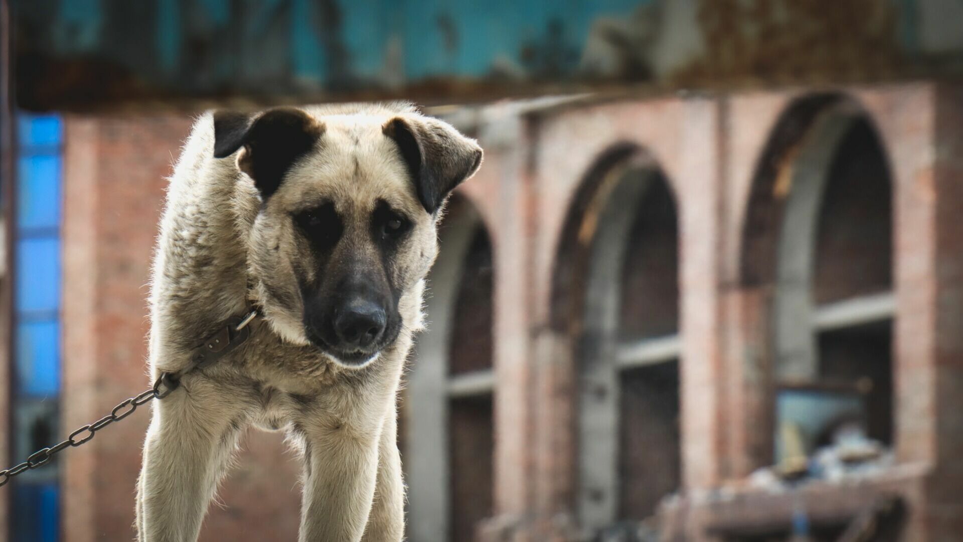 27 собак умерли в нижегородских приютах за 2022 год 
