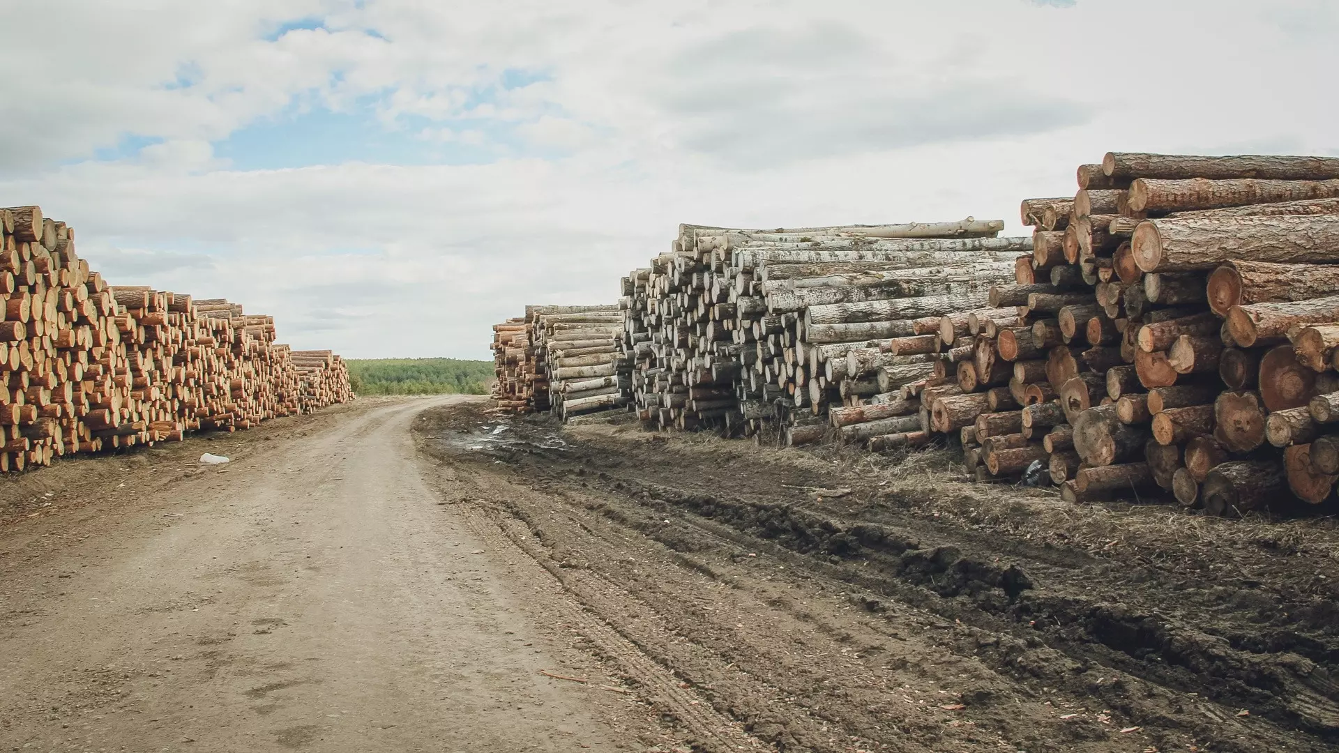 81 дело о незаконной вырубке леса возбуждено в Нижегородской области