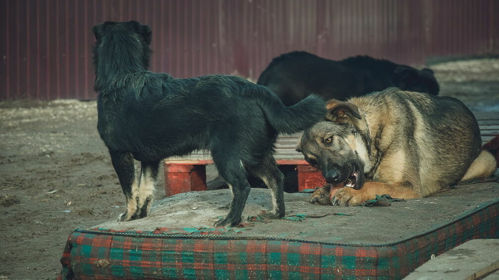 Стая бездомных собак окружила ребенка в Выксе