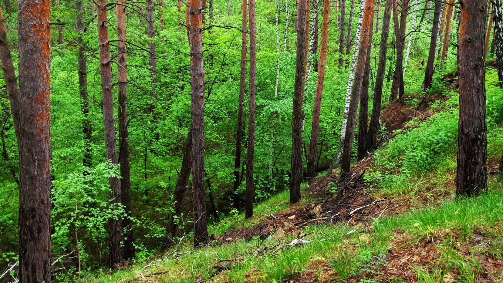 Чрезвычайная пожароопасность лесов сохранится в Нижегородской области 14–19 июня