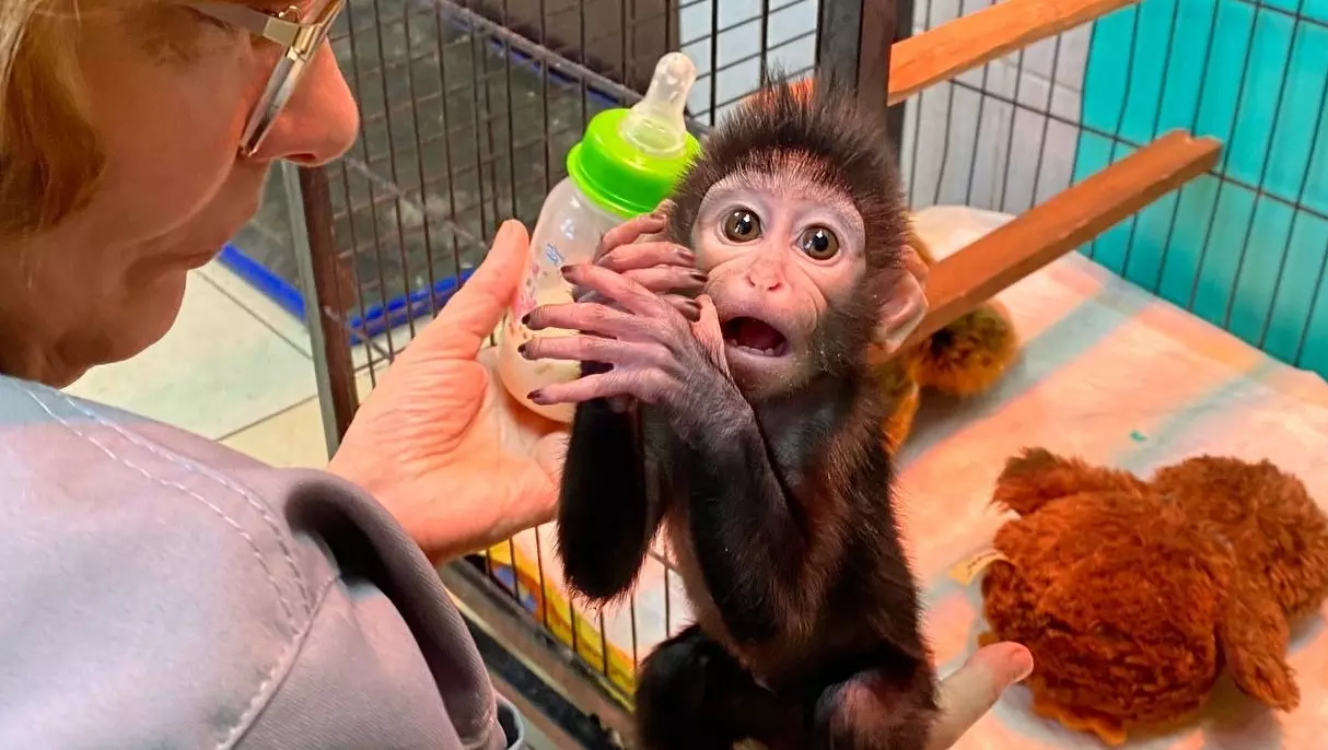 В нижегородском зоопарке родился детеныш редкого вида обезьян