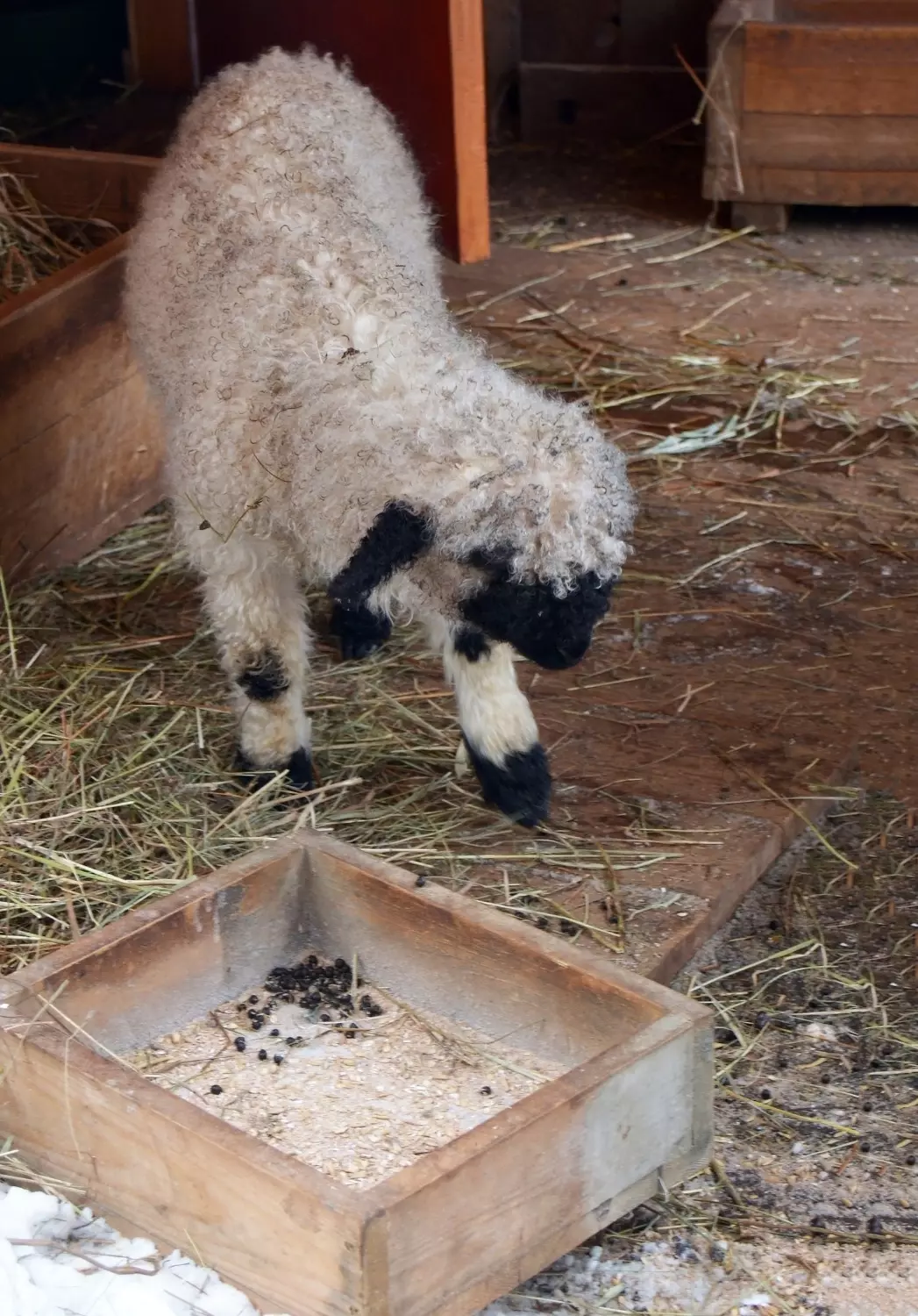Валлийская овечка родилась в нижегородском зоопарке "Лимпопо"